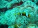 clownfish 4.jpg